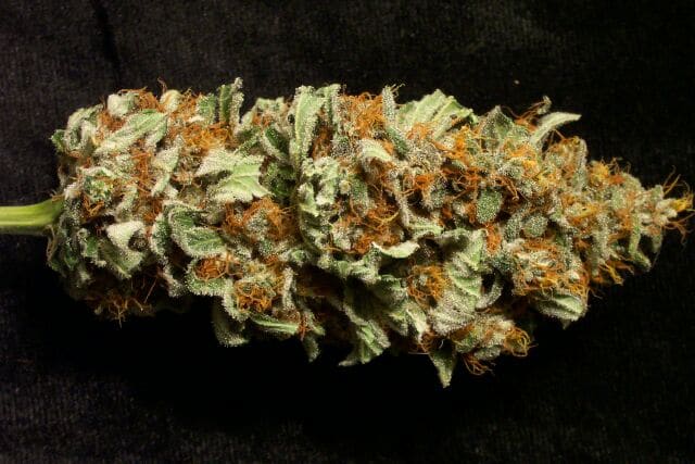 LA Confidential