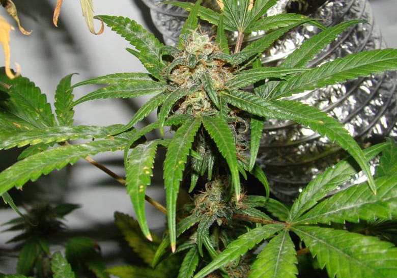 Durban Poison