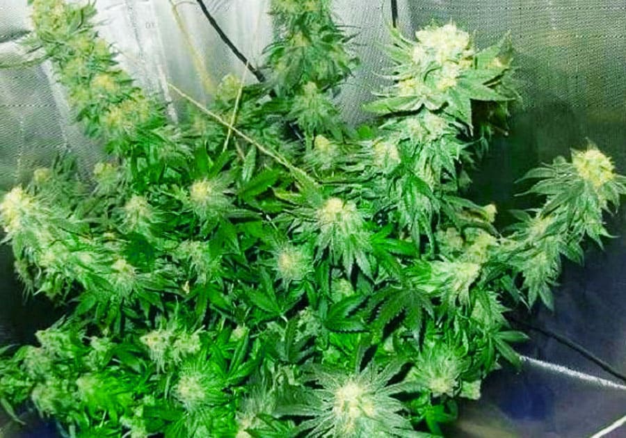 CBD Blue Shark