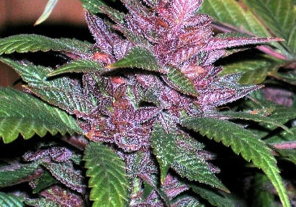 Pakistan Chitral Kush