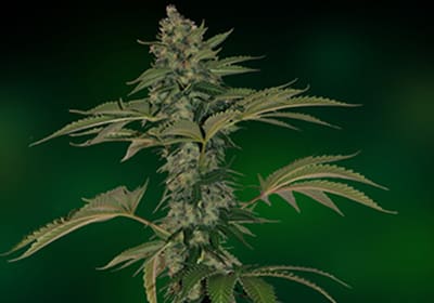 Grape Muerte