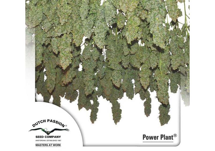 Power Plant