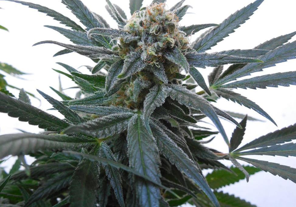 Chocolope