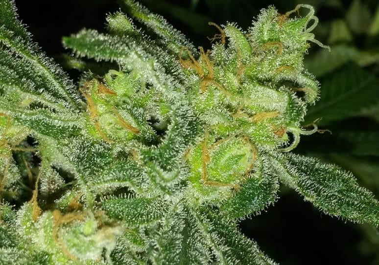 Critical Mass