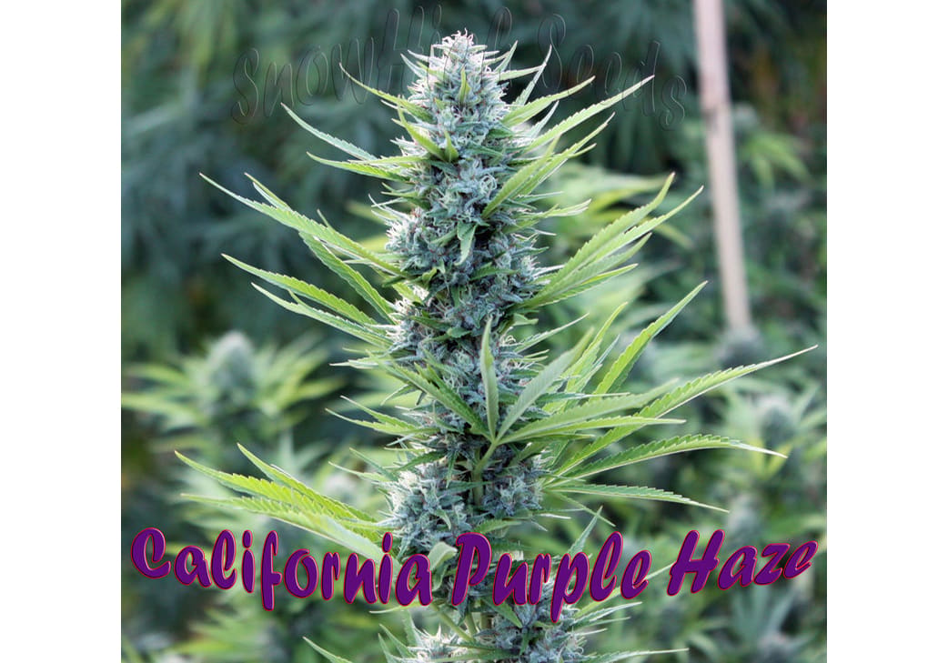 Purple Haze