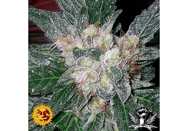 Violator Kush