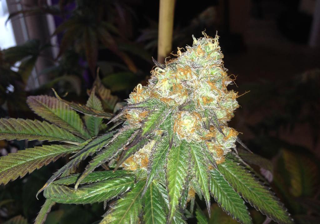 Skywalker OG