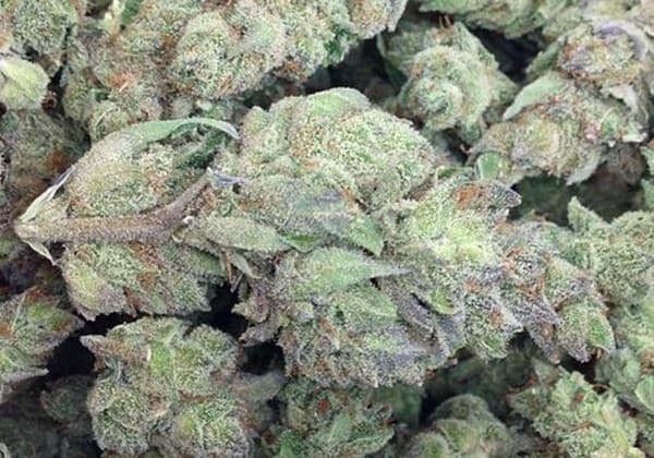 Blue Cheese