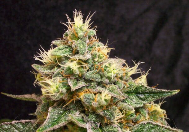 LA Confidential