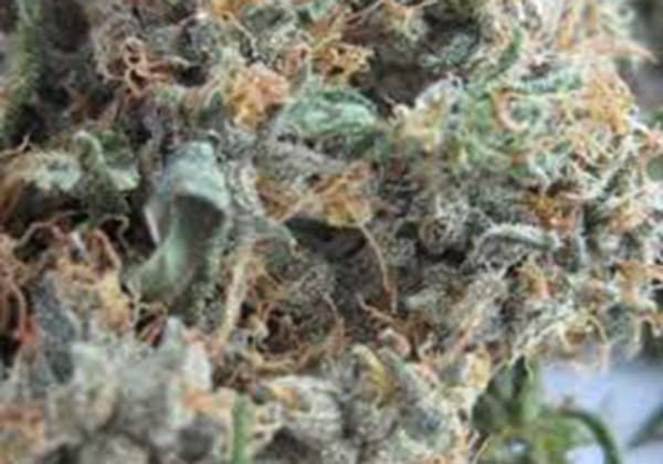 Arjans Haze