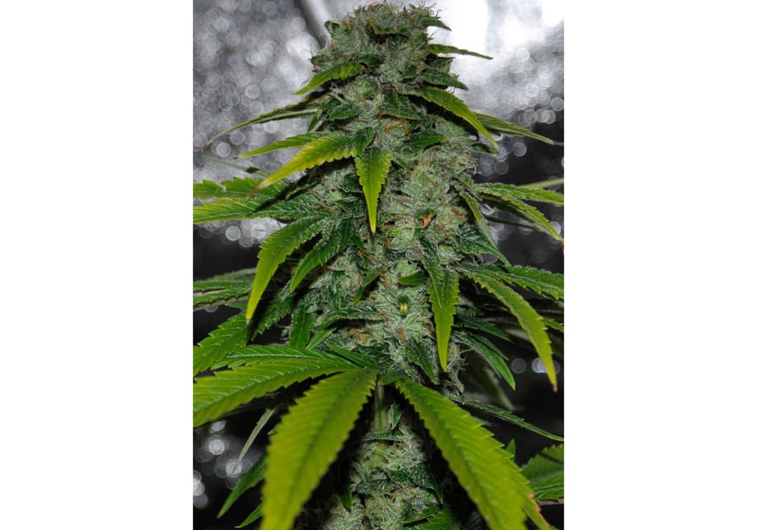 Kandy Kush