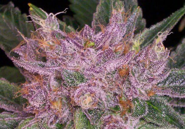 Grape Krush
