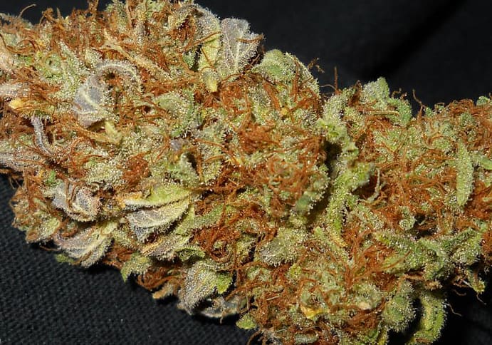 Herijuana