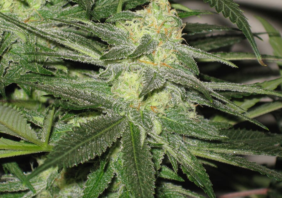 Green Crack