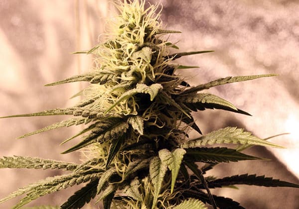 Ghost Train Haze #1