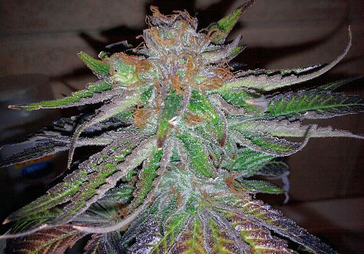 Grape Romulan