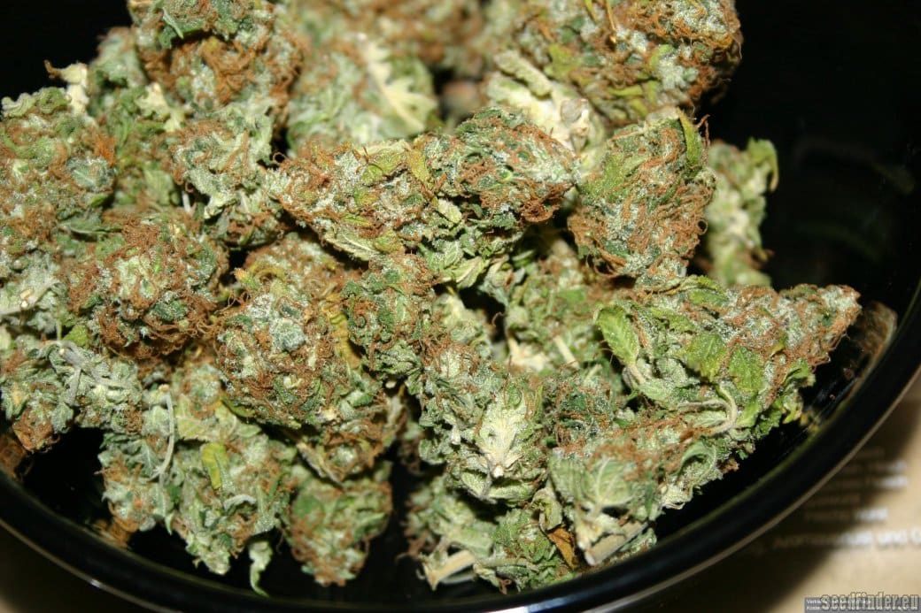 Hash Plant