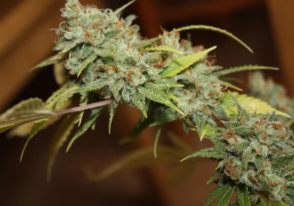 Tiger's Milk