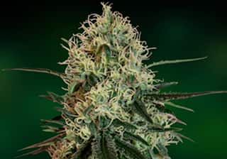 Chronic Thunder