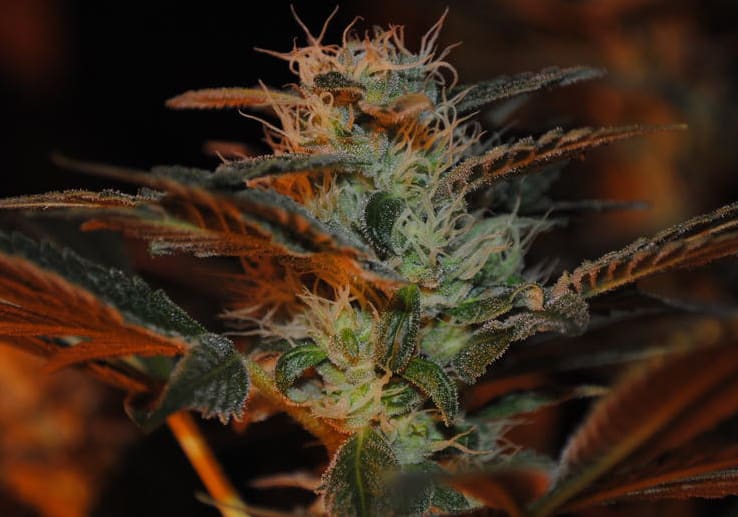 707 Headband
