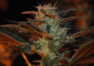707 Headband