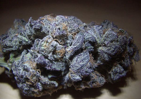 Granddaddy Purple