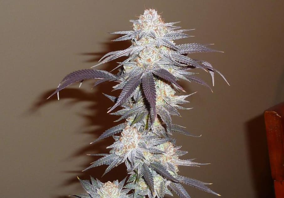 White Urkle