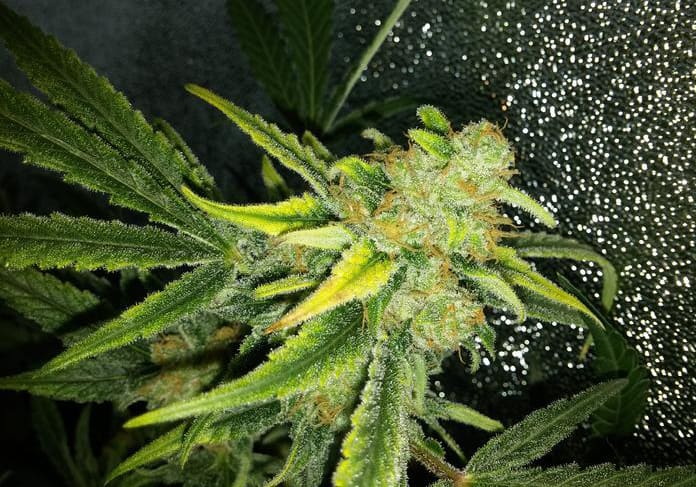 Critical Mass