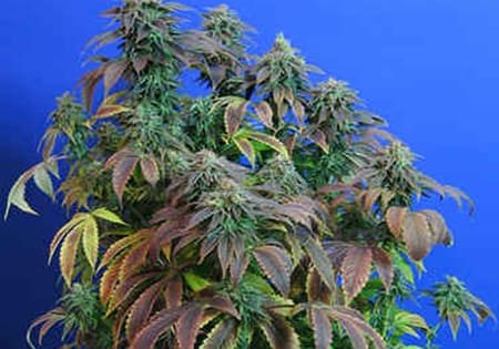 Heavy Duty Fruity