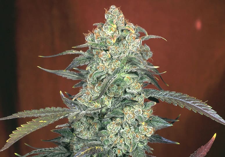 AK-47