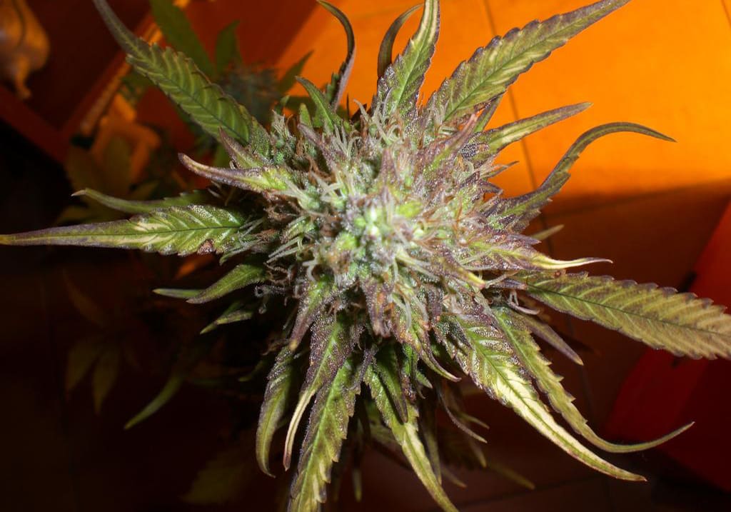 Red Cherry Berry