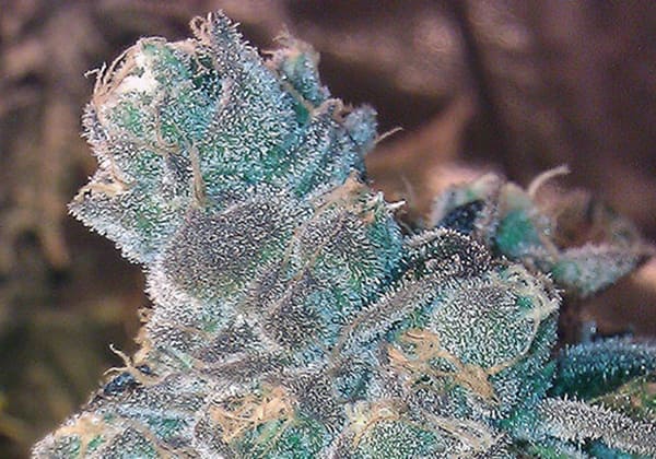 Animal Cookies