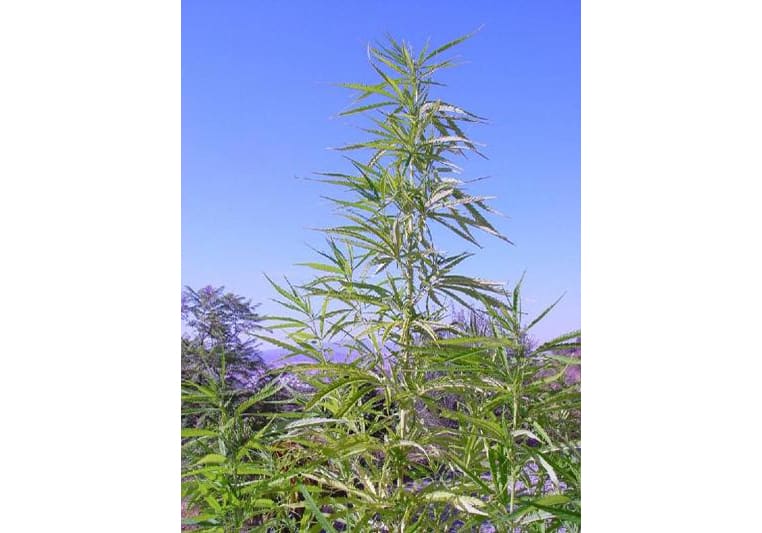 Thai Sativa