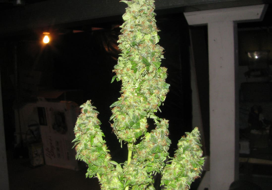 Vanilla Kush