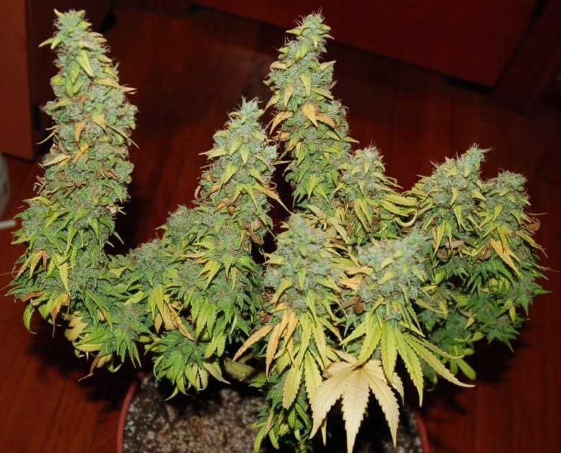 Master Kush (Nirvana)
