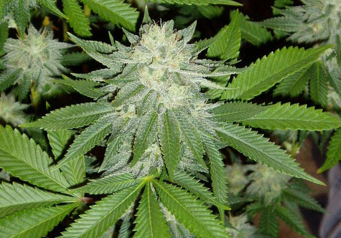 Triple Diesel