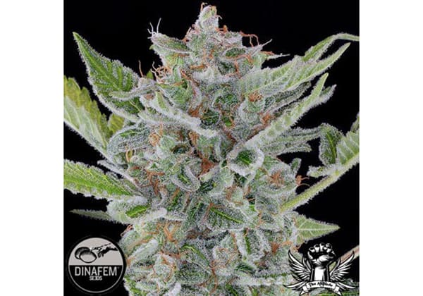White Widow