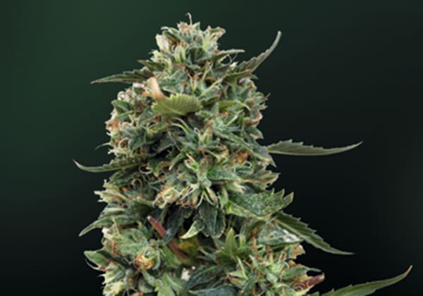LSD