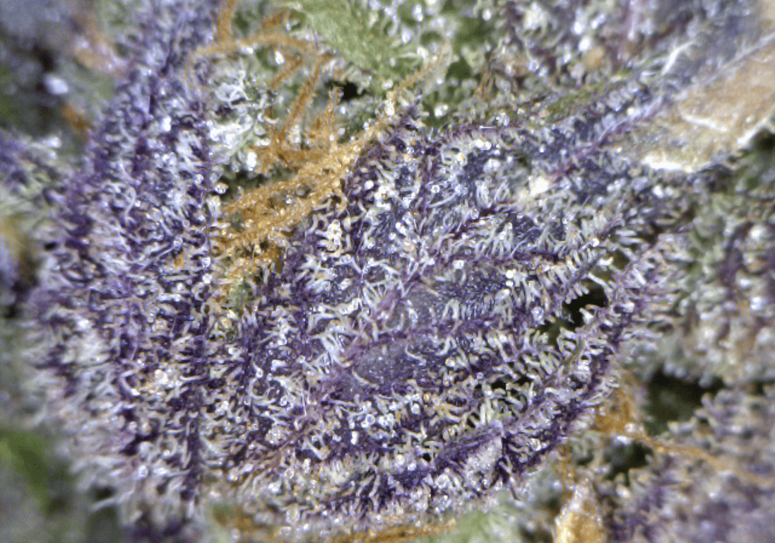 Querkle