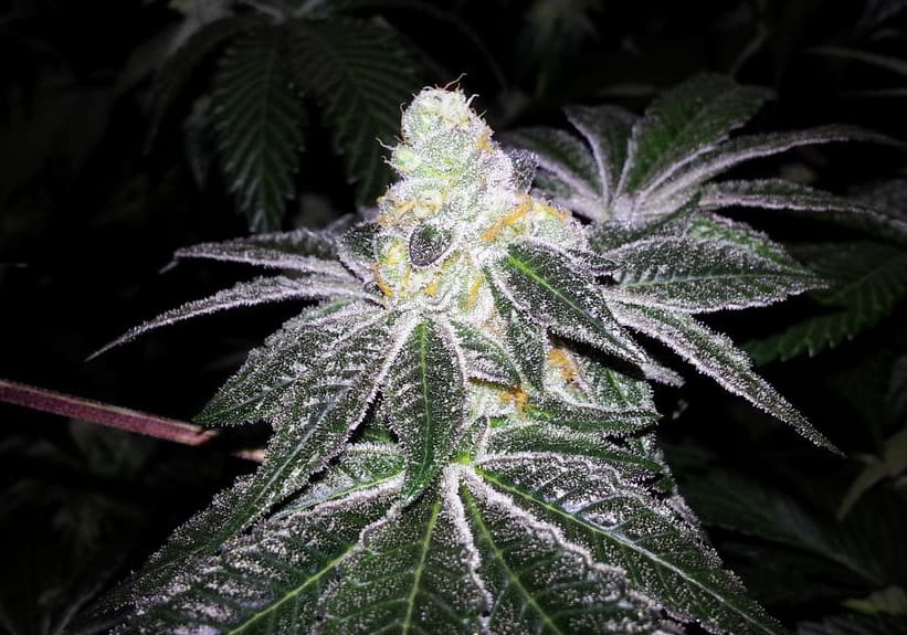 Girl Scout Cookies