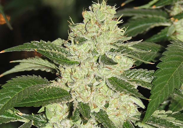 Kosher Kush