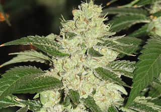 Kosher Kush
