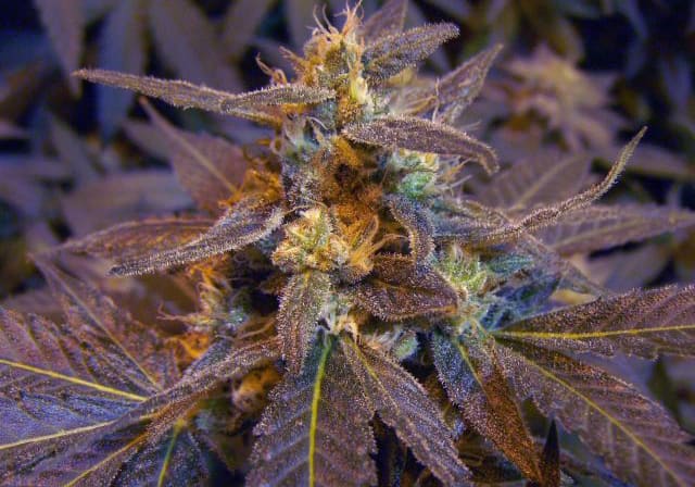 Purple Urkle