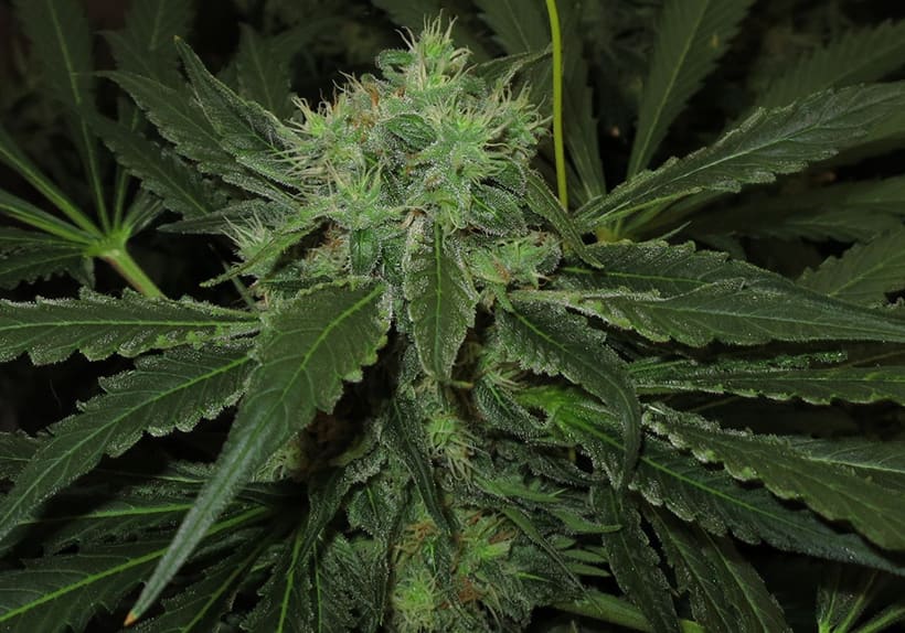 Alien Kush