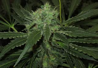 Alien Kush