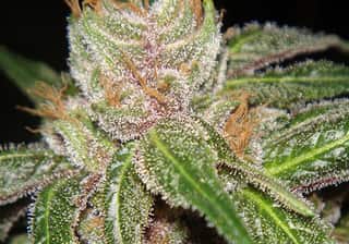 Ace of Spades
