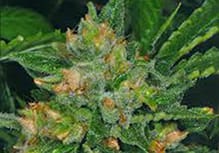 Cold Creek Kush