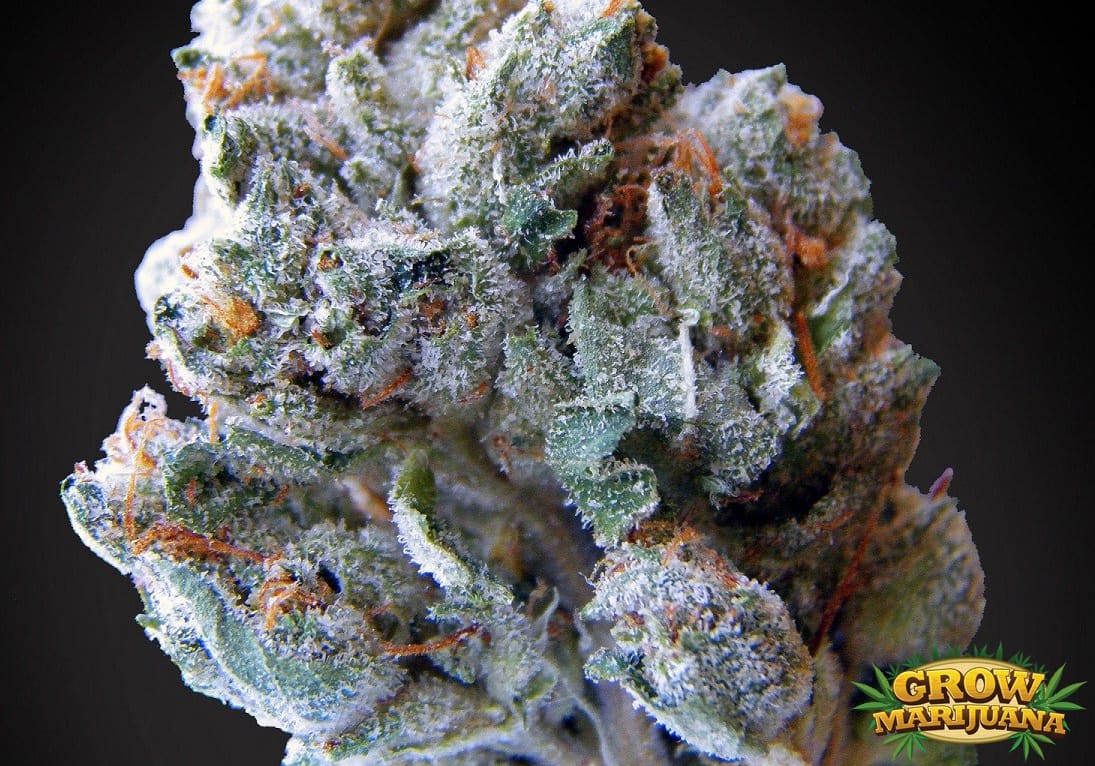 Blueberry Kush