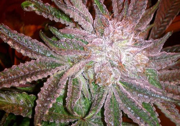 Las Vegas Purple Kush