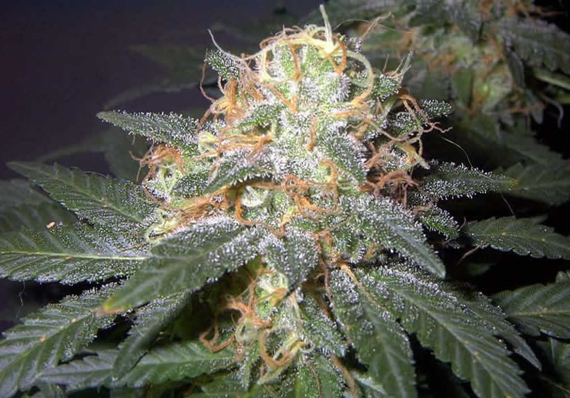 Sweet Tooth